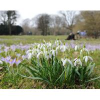 2180_1333 Schneegloeckchen blühen auf einer Wiese, Stadtpark Hamburg-Winterhude. | Fruehlingsfotos aus der Hansestadt Hamburg; Vol. 2